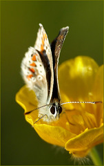 My first Common blue ~ Icarusblauwtje  (Polyommatus icarus) this year 2015. Love it ;)