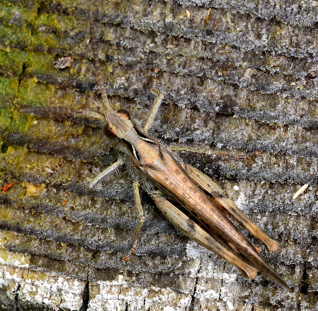 Common Green Grasshopper. Omocestus viridulus