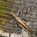 Common Green Grasshopper. Omocestus viridulus