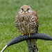 Chester cathedral falconry