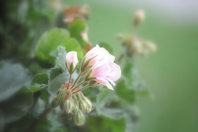 Geraniums