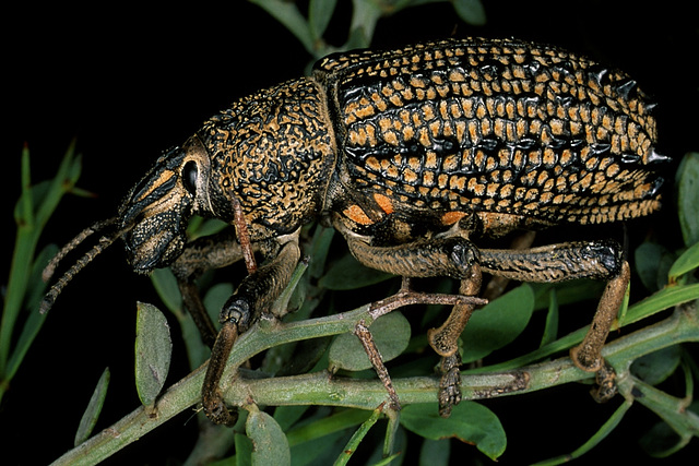 Leptopius gravis (Curculionidae) Elephant weevil