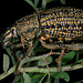 Leptopius gravis (Curculionidae) Elephant weevil