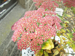 gdn[ip] - ice plant (Sedum spectabile)