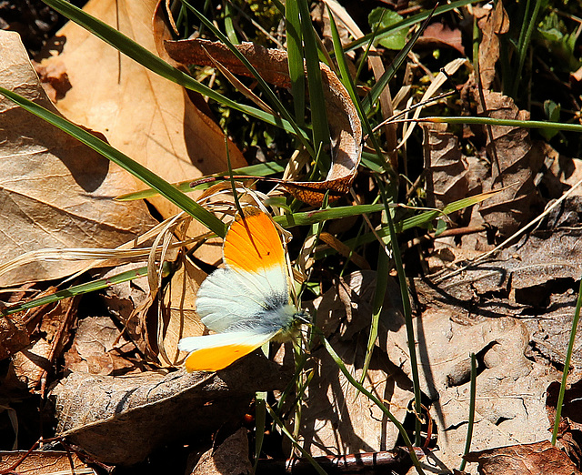 Aurorafalter -  Anthocharis cardamines