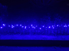 fairy parade along the fence