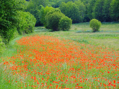 Coquelicots dans la vallée