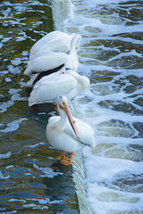 meeting at the spillway