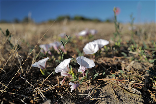 Convolvulus arvensis, Penedos