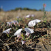 Convolvulus arvensis, Penedos