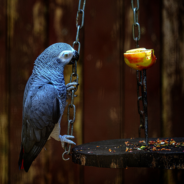 20240908_halberstadt tiergarten (d800+d2x)