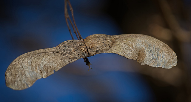 So sieht in der Natur Zusammenhalt aus :)) This is what solidarity looks like in nature :)) Voilà à quoi ressemble la solidarité dans la nature :)) So sieht in der Natur Zusammenhalt aus :)) This is what solidarity looks like in nature :)) Voilà à quoi ressemble la solidarité dans la nature :))