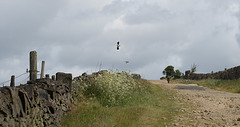 HWW ~ Lapwings over Harrop Edge