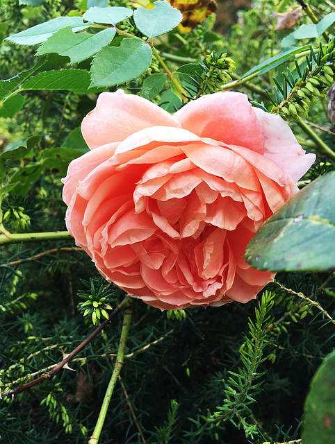 Rose du jardin
