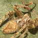 IMG 8409spider