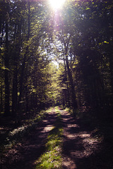 Białowieża forest