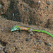 Rainbow Whiptail Lizard / Cnemidophorus lemniscatus, on the beach on Little Tobago island