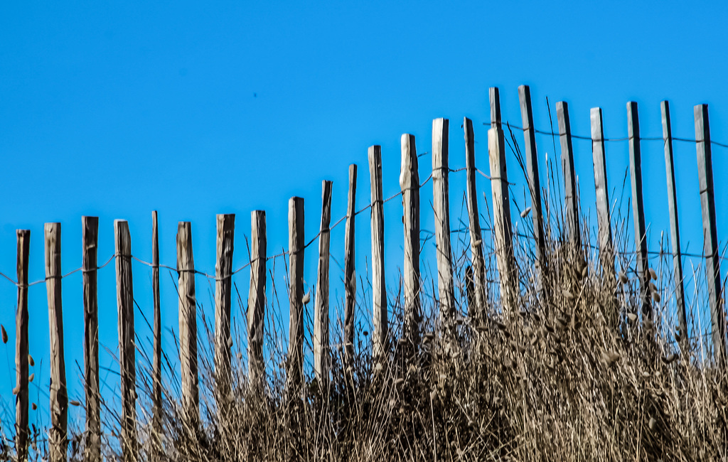 A Fence for Friday