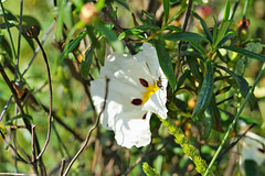 Esteva - Cistus ladanifer subsp. ladanifer