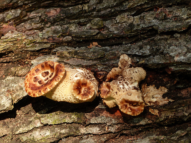 Day 3, fungi, Pt Pelee, Ontario