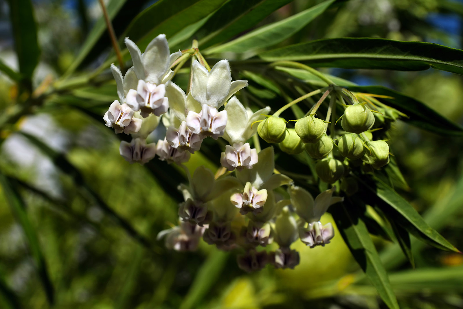 Gomphocarpus physocarpus, Pestana Palace Lisboa