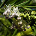 Gomphocarpus physocarpus, Pestana Palace Lisboa