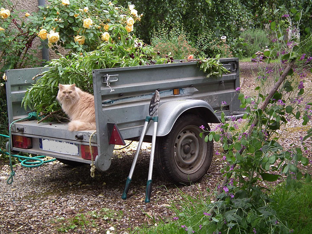 Alceste, le chat jardinier (entre autres...)