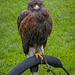 Chester cathedral falconry2