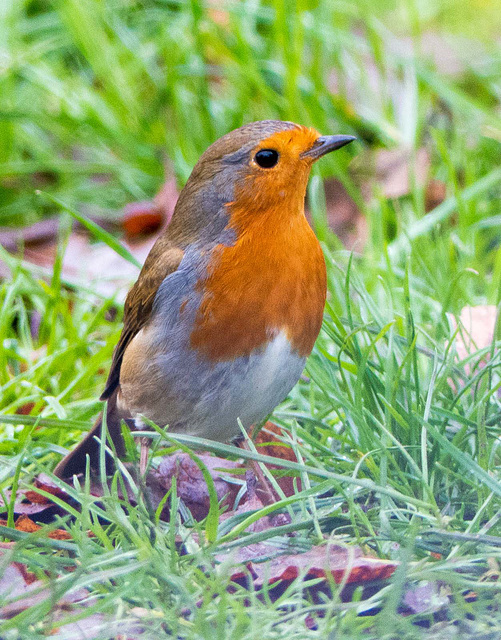 Robin (24)