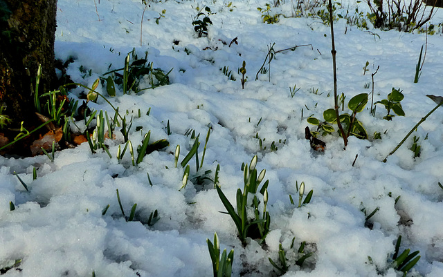 Sneeuwklokjes met sneeuw...