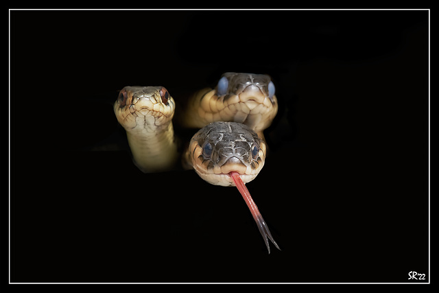 Garter Snakes in Black.