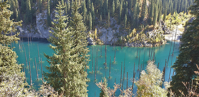 Submerged Spruces, Lake Kaindy