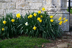 Spring in Steeple Ashton