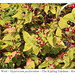 St John's Wort berries Kipling Gardens - Rottingdean - in the City of Brighton & Hove, England - 5.8.2015