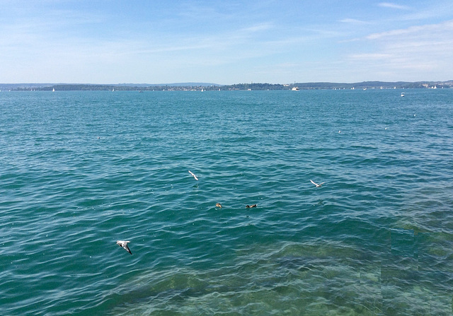 Der Bodensee heute in Türkis