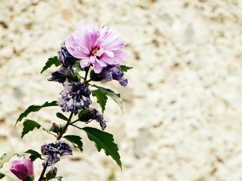 textured hibiscus