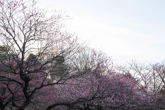 Red and white ume