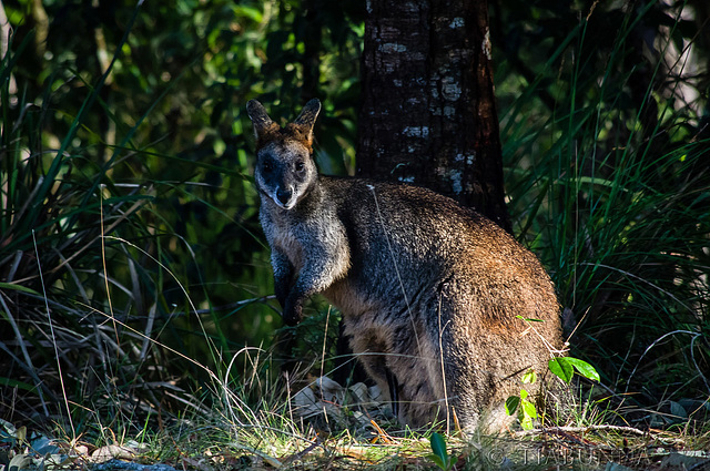 Swamp Wallaby