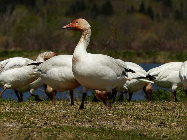 Day 12, Snow Geese, Cap Tourmente