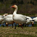 Day 12, Snow Geese, Cap Tourmente