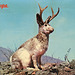 Jackalope