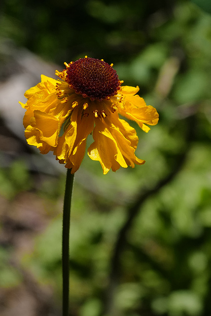 Helenium bigelovii, Sequoia National Park USA L1020202