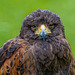 Chester cathedral falconry3