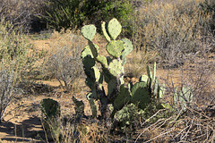 Opuntia engelmannii