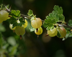 Stachelbeeren