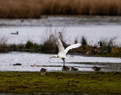 Spoonbill