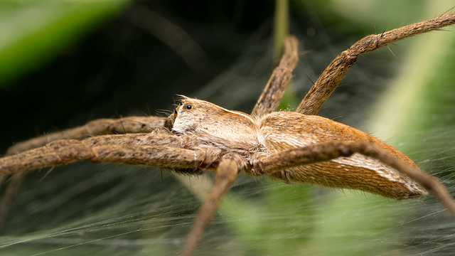 Spider in profile