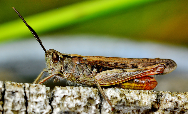 Common Green Grasshopper. Omocestus viridulus