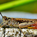 Common Green Grasshopper. Omocestus viridulus