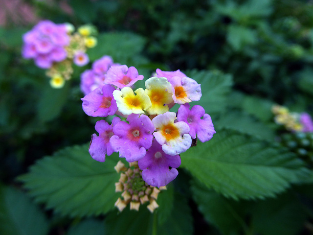 i colori della Lantana